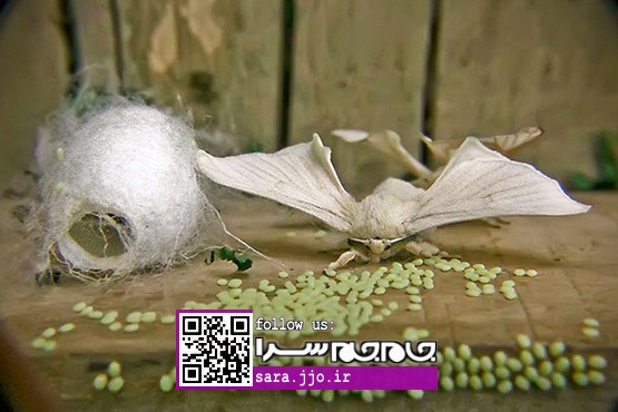 یک تغییر اساسی: زندگی کرم ابریشم [عکس]