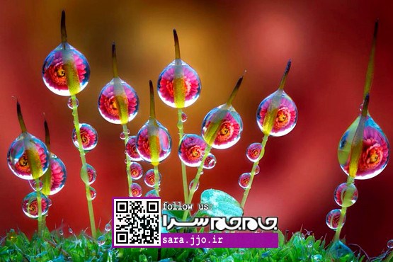 ماکروهایی از شبنم صبحگاهی روی گلها‎ و گیاهان [عکس]