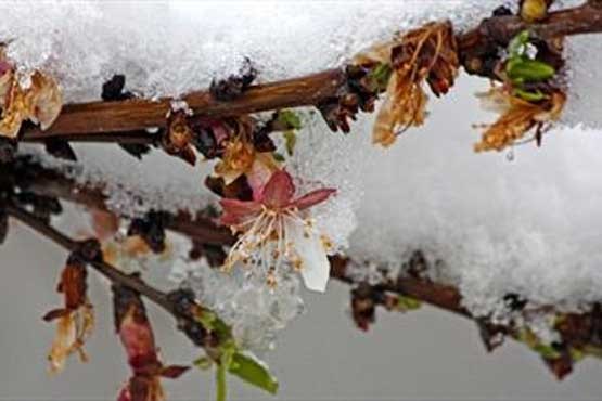 خسارات سرما و خشکسالی به مزارع و باغات لرستان