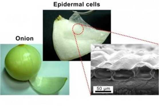 ماهیچه مصنوعی از پیاز ساخته شد!