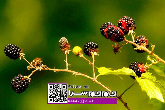 گشتی در طبیعت سرسبز «اشکورات» گیلان [عکس]