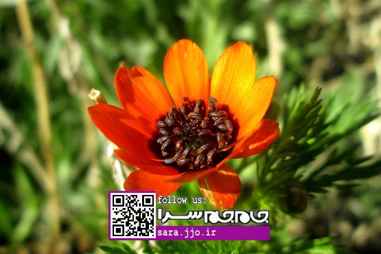 بازی چشم و رنگ در تماشای گل‌ها و گیاهان زینتی [عکس]