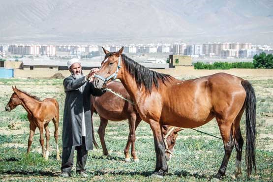 اسب ایرانی در غبار