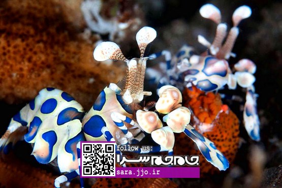 موجوداتی عجیب اما بسیار زیبا و دیدنی [عکس]