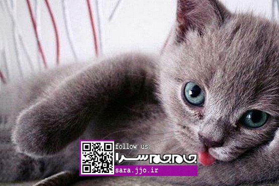 ژست بامزه حیوانات در مقابل دوربین عکاسی [عکس]