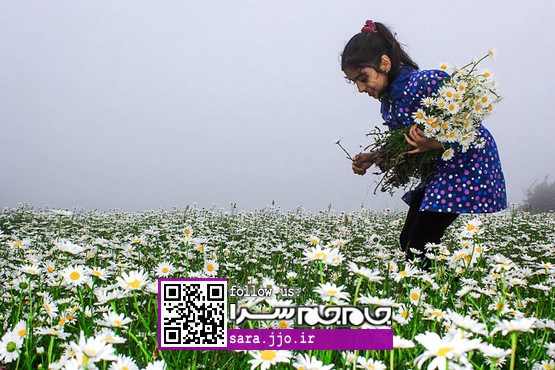 کسب لذت از راه دور؛ دشتی پر از گل‌های بابونه [عکس]