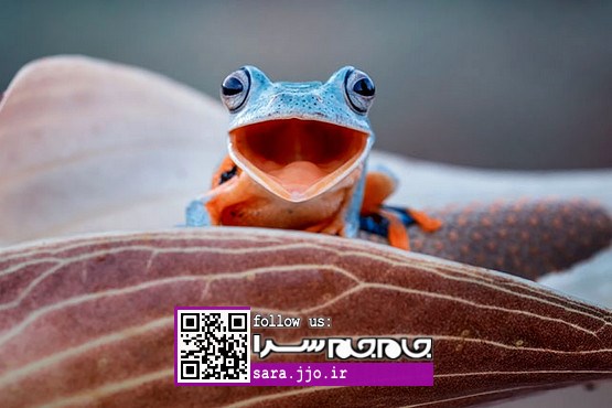 از دست ندهید: عجیب و غریب‌ترین قورباغه‌های جهان [عکس]