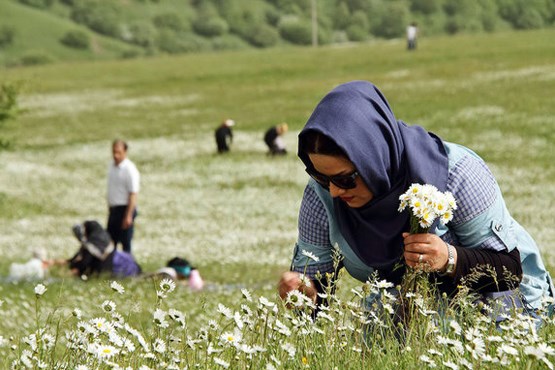 گردش در قدیمی‌ترین جنگل جهان + عکس