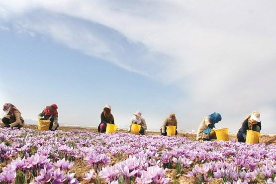 ستاد مبارزه با قاچاق جلوی خروج پیازچه زعفران را بگیرد / افغانستان رقیب ایران شد