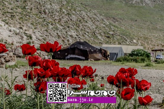 با ساکنان «دشت لار»؛ اطراق زیر چادر طبیعت [عکس]