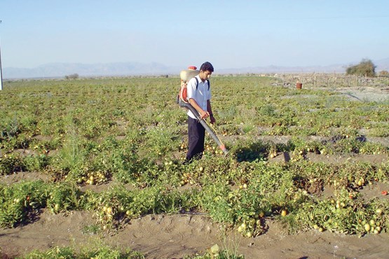 جای خالی نظارت بر مصرف سموم و کود شیمیایی