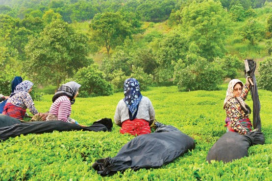 پرداخت یک سوم مطالبات چایکاران