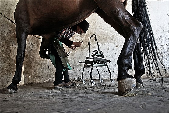 تنها بانوی نعلبند ایران