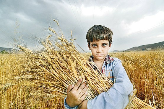 جشن خودکفایی گندم با حضور رئیس جمهوری