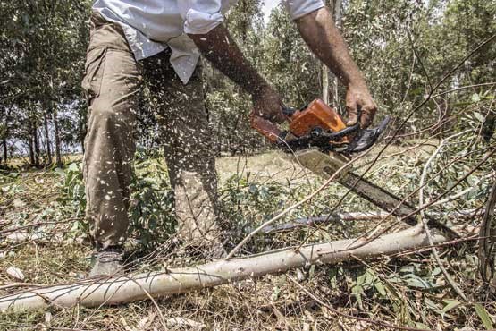 جنگل تاب آزمون و خطا ندارد