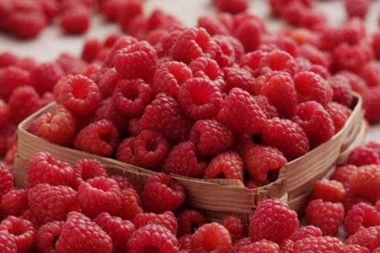 میوه «رازبری» برای اولین بار در ایران کشت شد