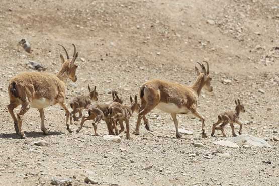 اقدامات خیرخواهانه برای نجات حیات وحش