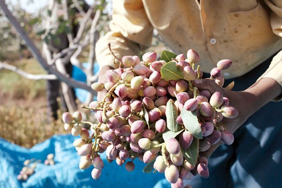 پسته کرمان برای بقا می‌جنگد