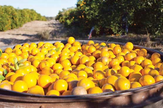 سالی خوب برای مرکبات مازندران