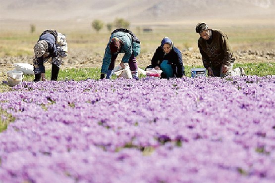 کشت زعفران این بار در کرمان