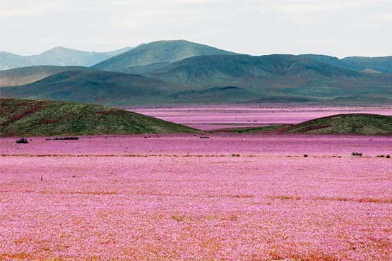 چگونه بیابانها بر خلاف طبیعت شروع به رستن می کنند + عکس