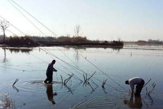 فریدونکنار از دام های هوایی شکار پرندگان پاکسازی شد