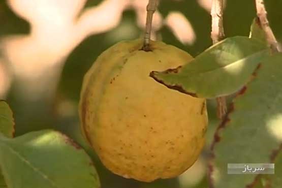 برداشت میوه‌ای ناشناخته در زاهدان