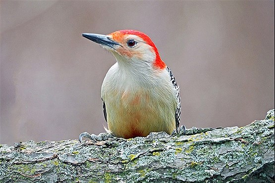 عکس های تماشایی از پرندگان