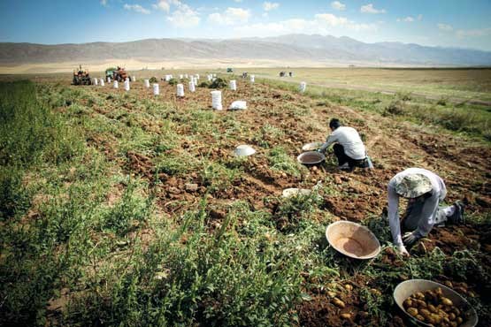 بخشودگی جرایم وام بانکی کشاورزان ابلاغ شد