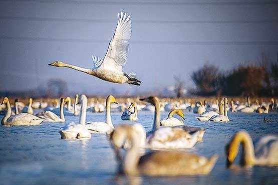 «آواز قو» برای گردشگران زمستانی