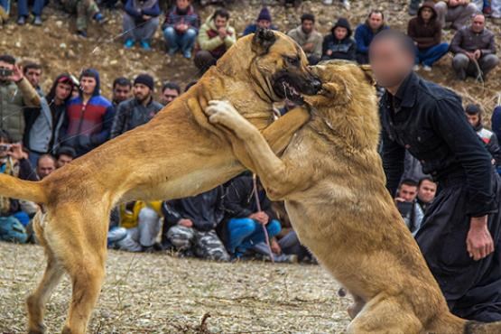 برخورد با عوامل برگزاری مبارزه خونین سگ ‌ها