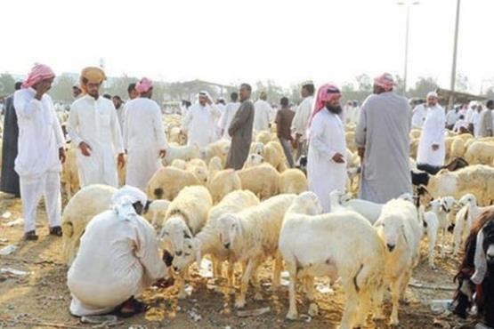 عربستان واردات دام زنده از ایران را ممنوع کرد