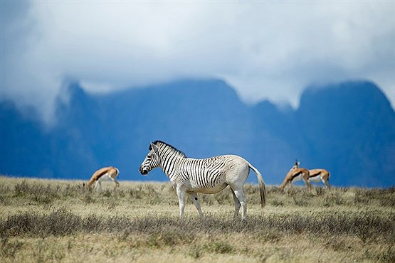 بازگشت کوآگاها به آفریقای جنوبی