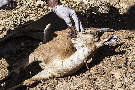 مرگ و میر ۶۰ کل و بز در پارک خجیر