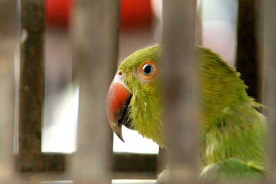 رمزگشایی پرونده قتل با شهادت یک طوطی! رمزگشایی پرونده قتل با شهادت یک طوطی!