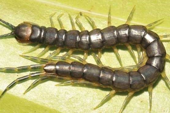 کشف هزار پای دو زیست +عکس کشف هزار پای دو زیست +عکس