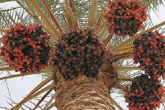 دست کوتاه خوزستان از صادرات خرما