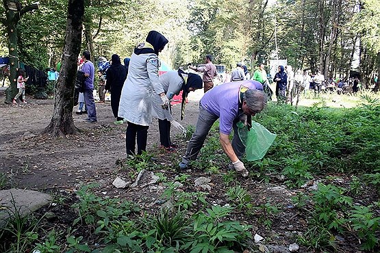 پاکسازی مناطق جنگلی مازندران