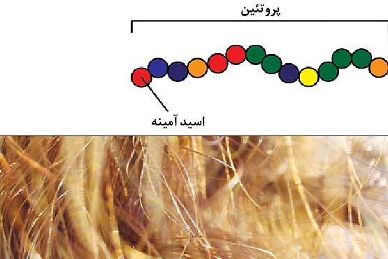 تشخیص هویت با پروتئین مو