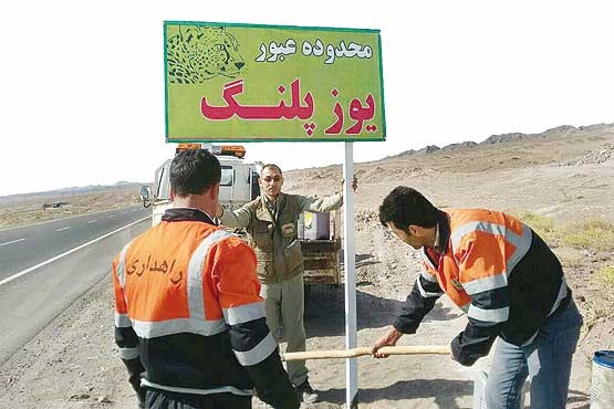 جاده مرگ یوزپلنگ امن می شود