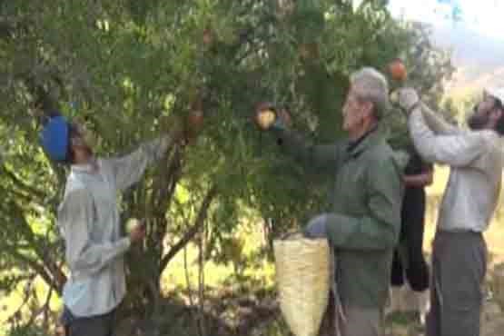 سنتی جالب هنگام انار چینی در روستای طارم قزوین