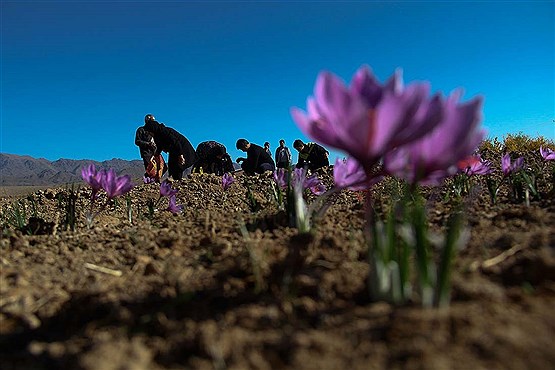 برداشت زعفران از روستای طرق رود نطنز‎