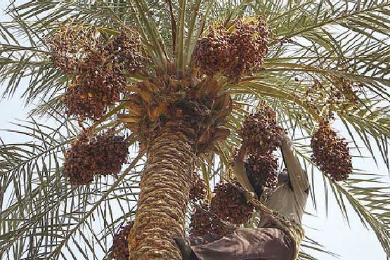 آفت بر جان خرمای بوشهر