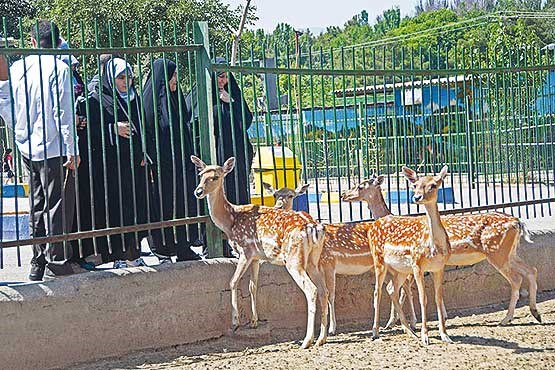 باغ وحش مشهد روی مرز تعطیلی