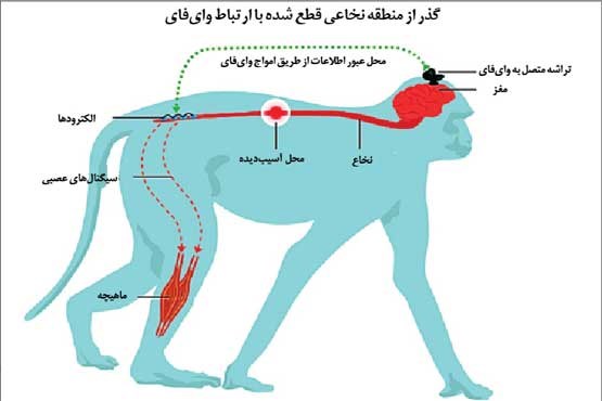 امواج وای‌فای کلید درمان قطع نخاع