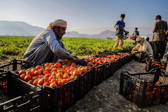 ایجاد الگوی کشت مناسب الزامی است