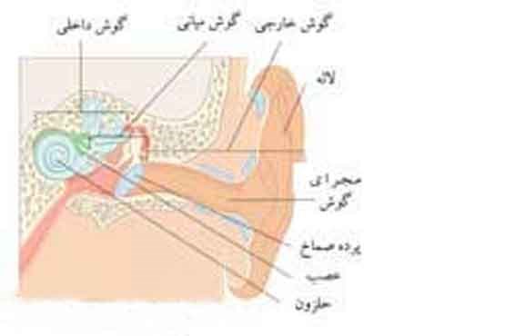 گوش ما چطور کار می‌کند؟