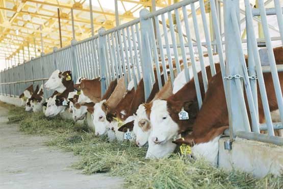 بیماری که تب اقتصادی بالایی دارد بیماری که تب اقتصادی بالایی دارد