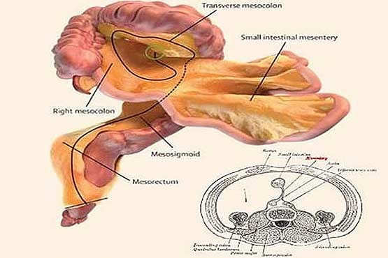 یک اندام جدید در سیستم گوارش + فیلم