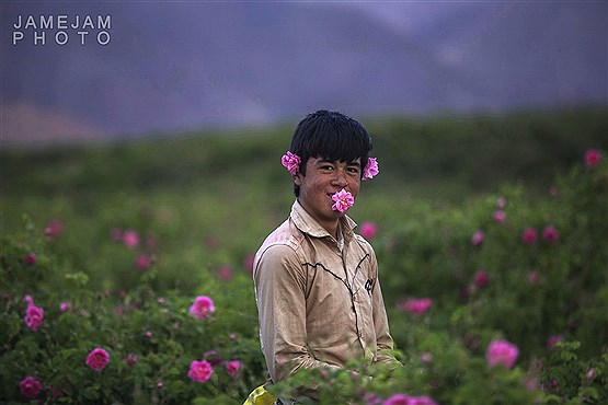 برداشت گل و گلاب گیری سنتی کاشان